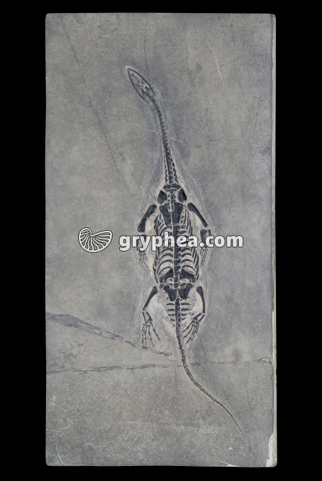 Nothosaure - gryphea.com